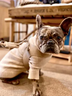 Dog Cashmere Sweater Beige<bobbin u0026 tricot Sale