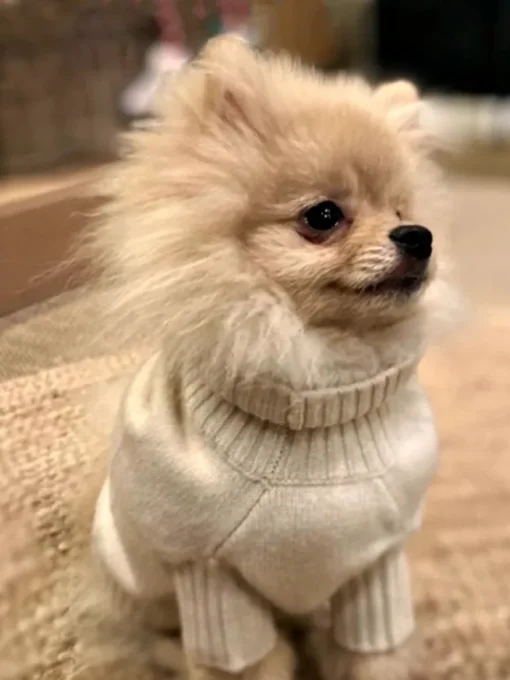 Dog Cashmere Sweater Beige<bobbin u0026 tricot Sale